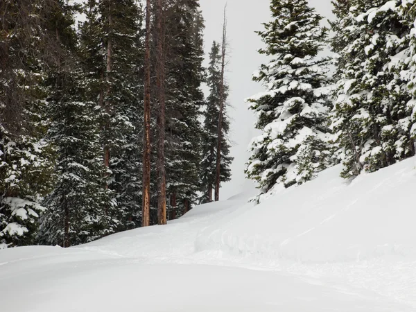 눈 덮인 겨울 장면 — 스톡 사진