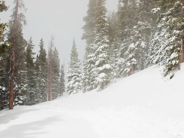 白雪皑皑的冬天场景 — 图库照片