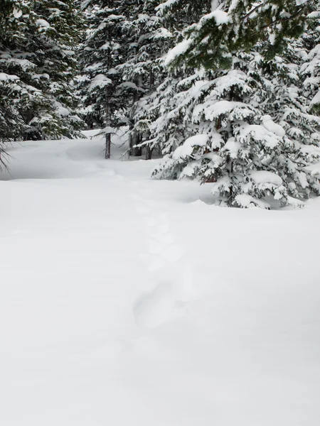 Snowy winter scene — Stock Photo, Image