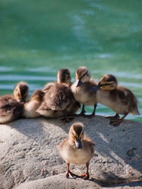 Ducklings clipart