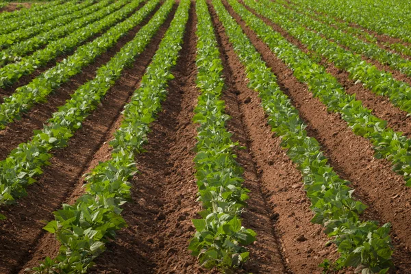 Landbouwgrond met rij gewassen — Stockfoto