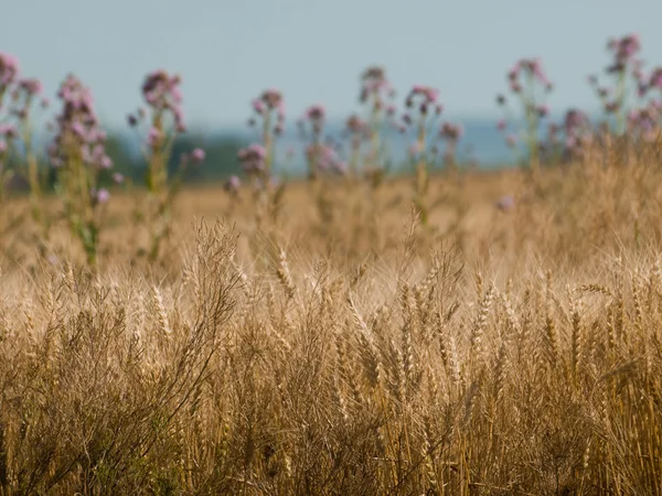 Grain veld — Stockfoto
