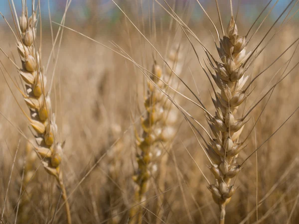 Поля зерна — стокове фото
