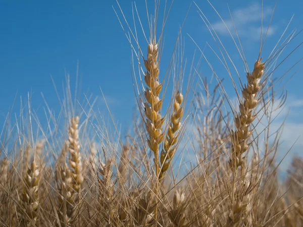 Grain Field — Stock Photo, Image