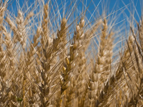 Campo de grano —  Fotos de Stock