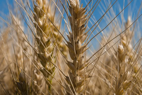 Grain Field — Stock Photo, Image