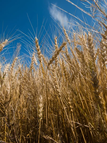 Grain Field — Stock Photo, Image