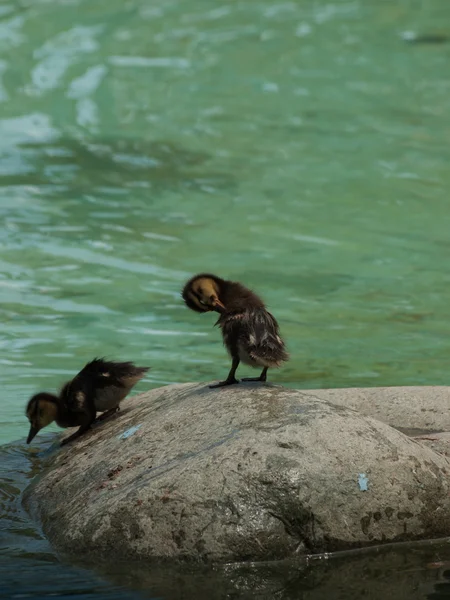 Ördek yavrusu — Stok fotoğraf