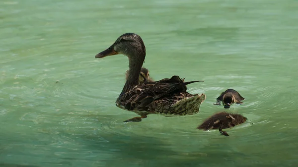Ördek yavrusu — Stok fotoğraf