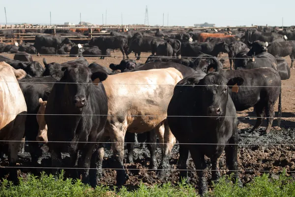 Hovězí dobytek — Stock fotografie