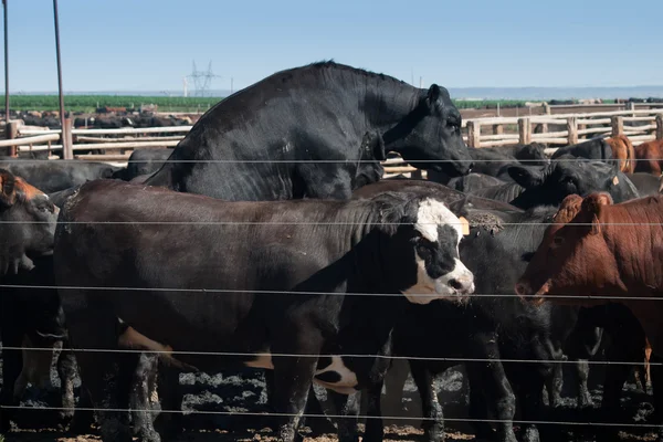 stock image Beef Cattle