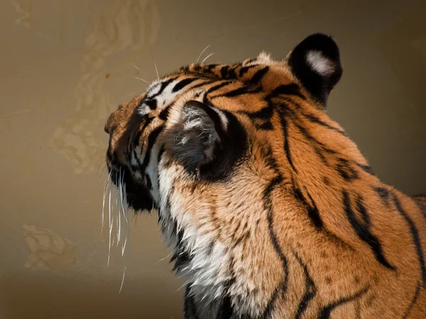 Primer plano del tigre — Foto de Stock