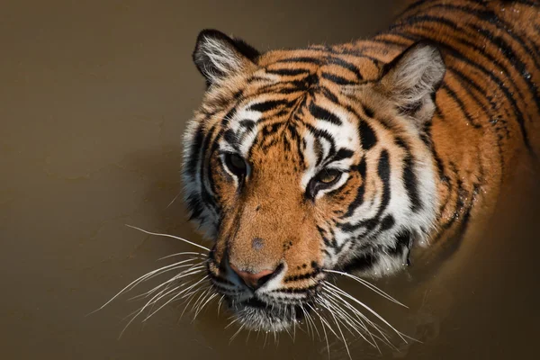 Close up van tijger — Stockfoto