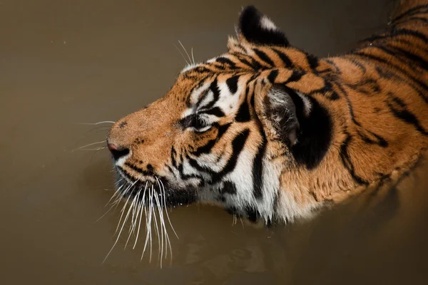 Gros plan sur le tigre — Photo