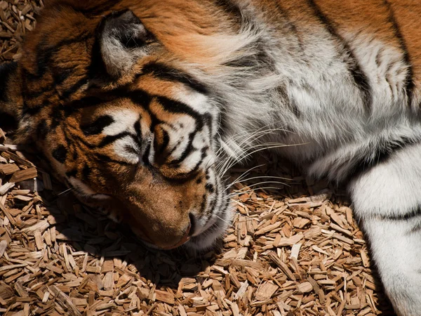 Close up van tijger — Stockfoto