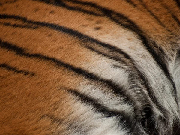 Närbild av tiger — Stockfoto
