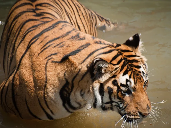 Gros plan sur le tigre — Photo