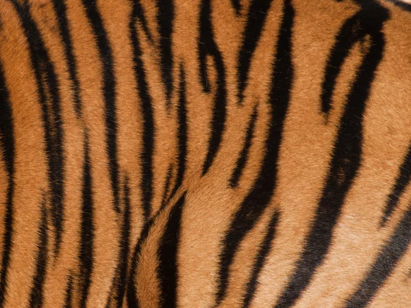 Крупный план тигра — стоковое фото