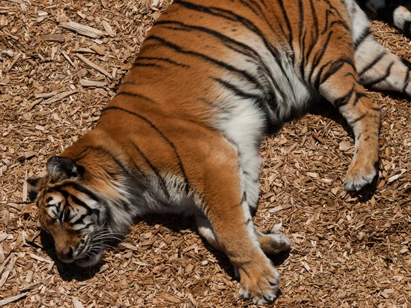 Nahaufnahme des Tigers — Stockfoto
