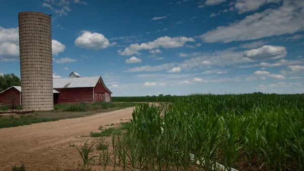 Campo de maíz y granero —  Fotos de Stock