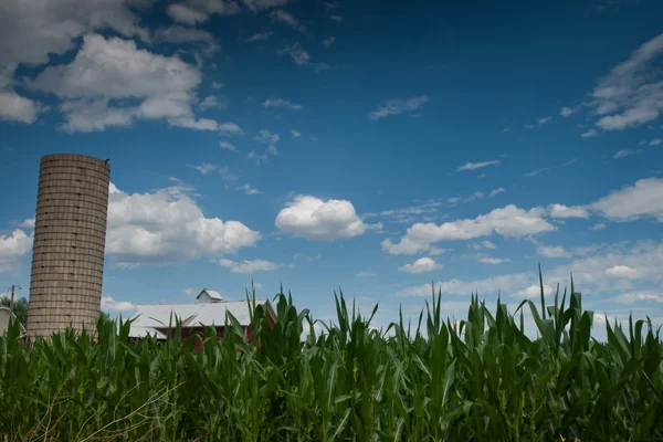 Campo de maíz y granero —  Fotos de Stock