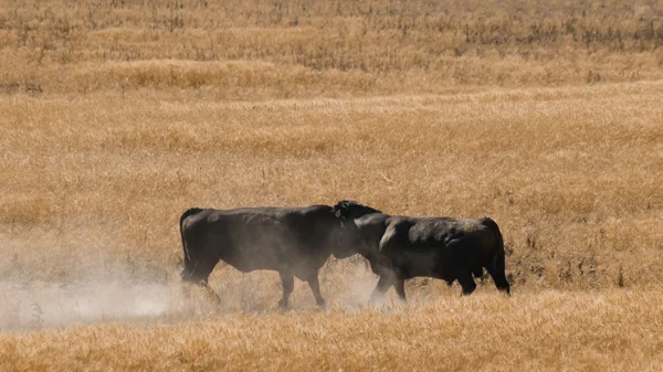Bullfighting — Stock Photo, Image