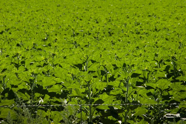 Campo de girasoles —  Fotos de Stock