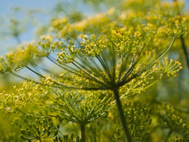 Dill in Bloom clipart