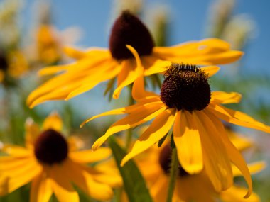 Rudbeckia