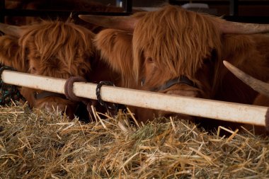 Scottish Highland Hairy Cow clipart