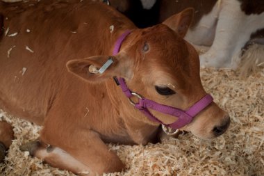 Calf in a stable clipart