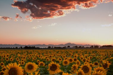 Sunflowers clipart