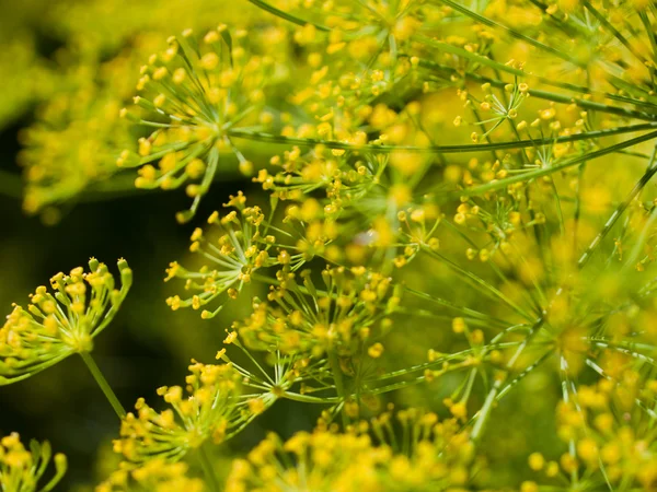 Dill in Bloom — Stock Photo, Image