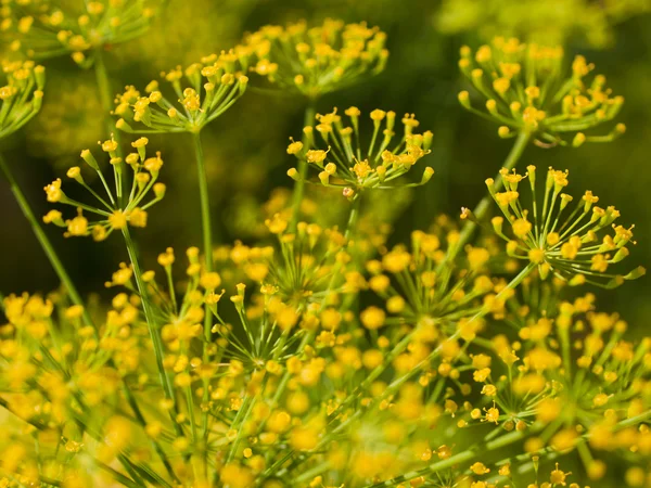Dill in Bloom — Stock Photo, Image