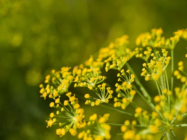 Eneldo en flor — Foto de Stock