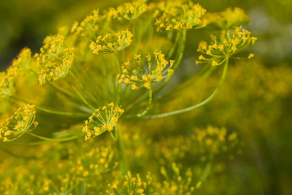 회 향 꽃 — 스톡 사진