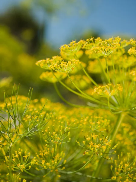회 향 꽃 — 스톡 사진