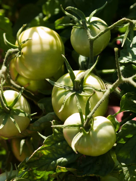 Tomatenpflanze — Stockfoto