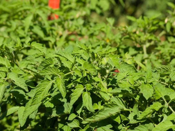 Tomato Plant — Stock Photo, Image