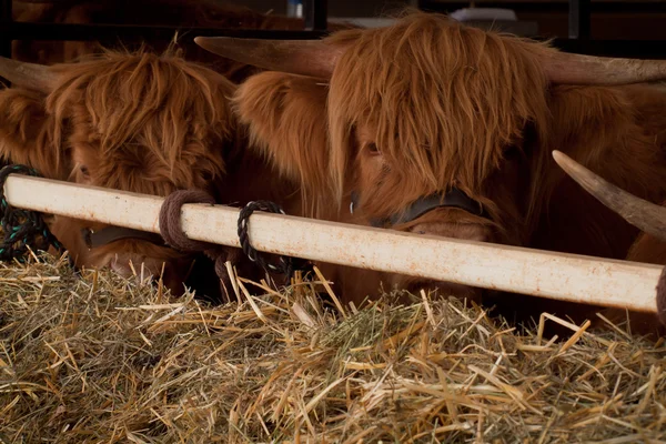 Волохаті шотландського Highland корова — стокове фото