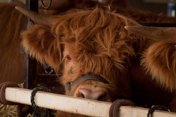 Escocês highland peludo vaca — Fotografia de Stock
