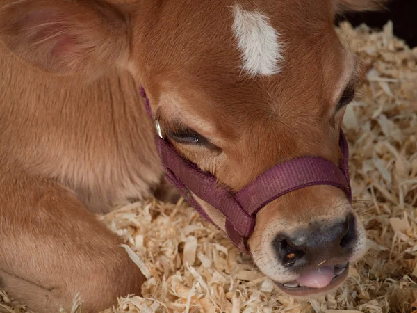 Calf in a stable — Stock Photo, Image