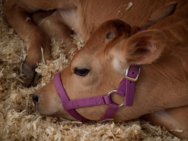 Calf in a stable — Stock Photo, Image