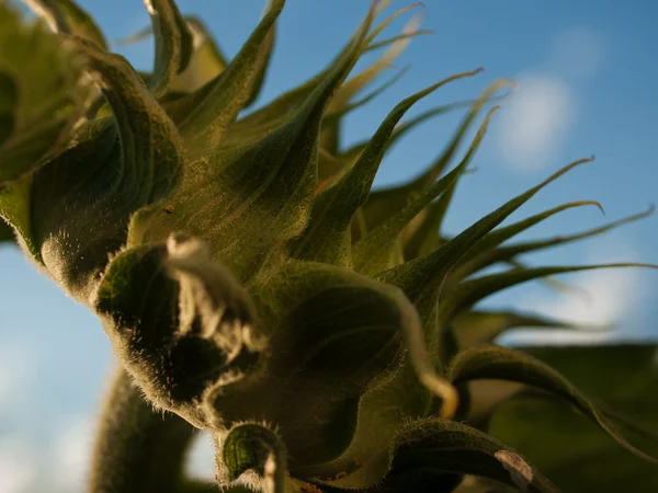 stock image Sunflowers