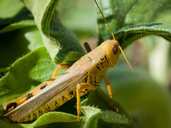 stock image Grasshopper