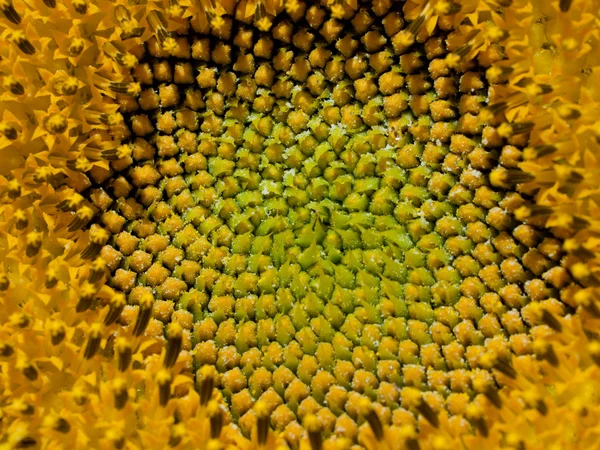 stock image Sunflowers