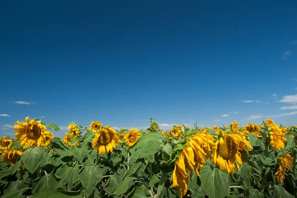 Sonnenblumen — Stockfoto