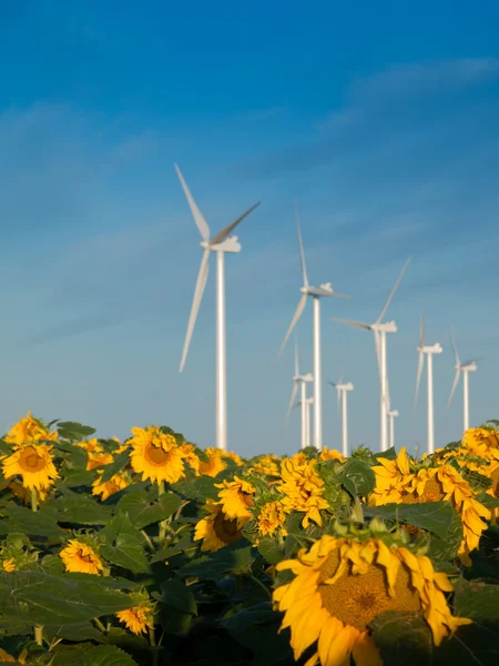 Turbiny wiatrowe i słoneczniki — Zdjęcie stockowe