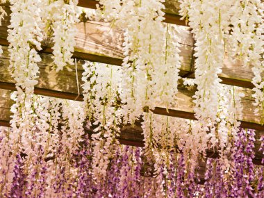 Japon wisteria