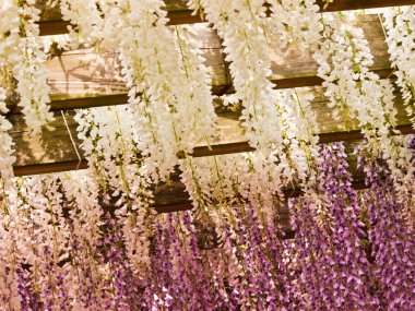 Japon wisteria